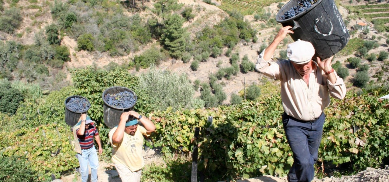 harvest quinta do noval
